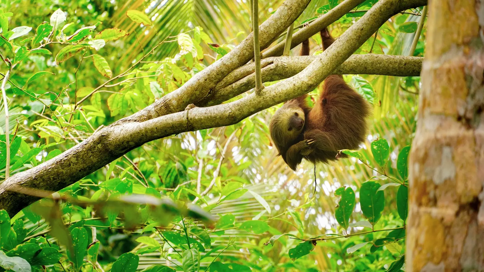 Sloth hanging from a tree branch in Costa Rica