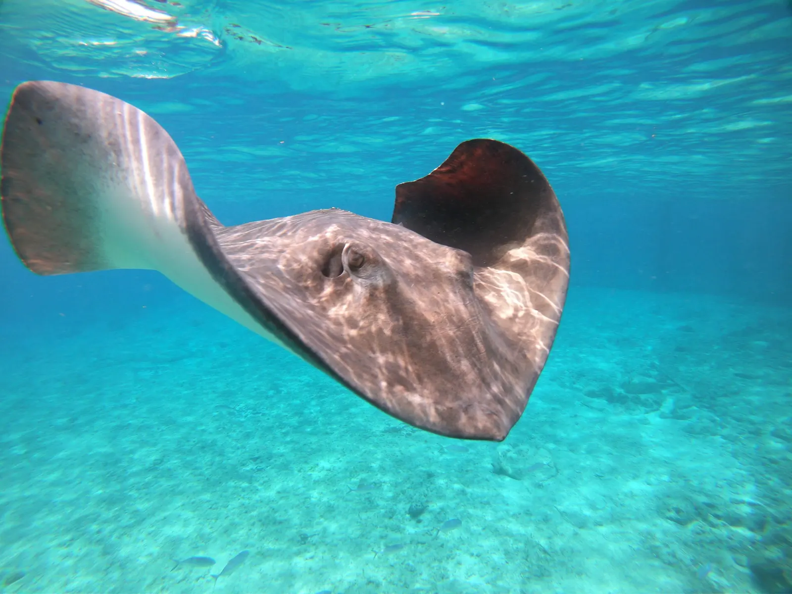 Bahamas