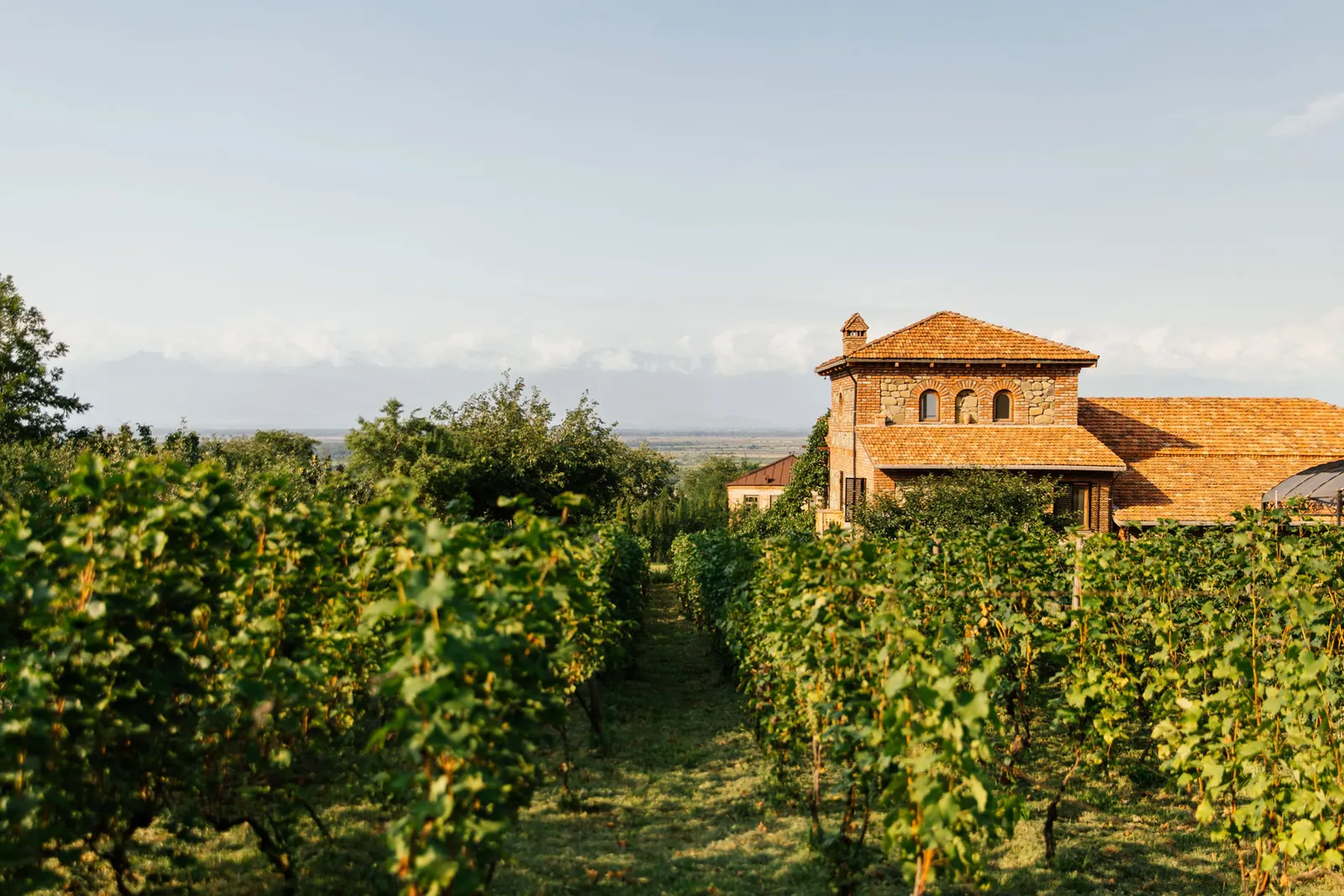Chateau Svanidze Vineyards, Georgia