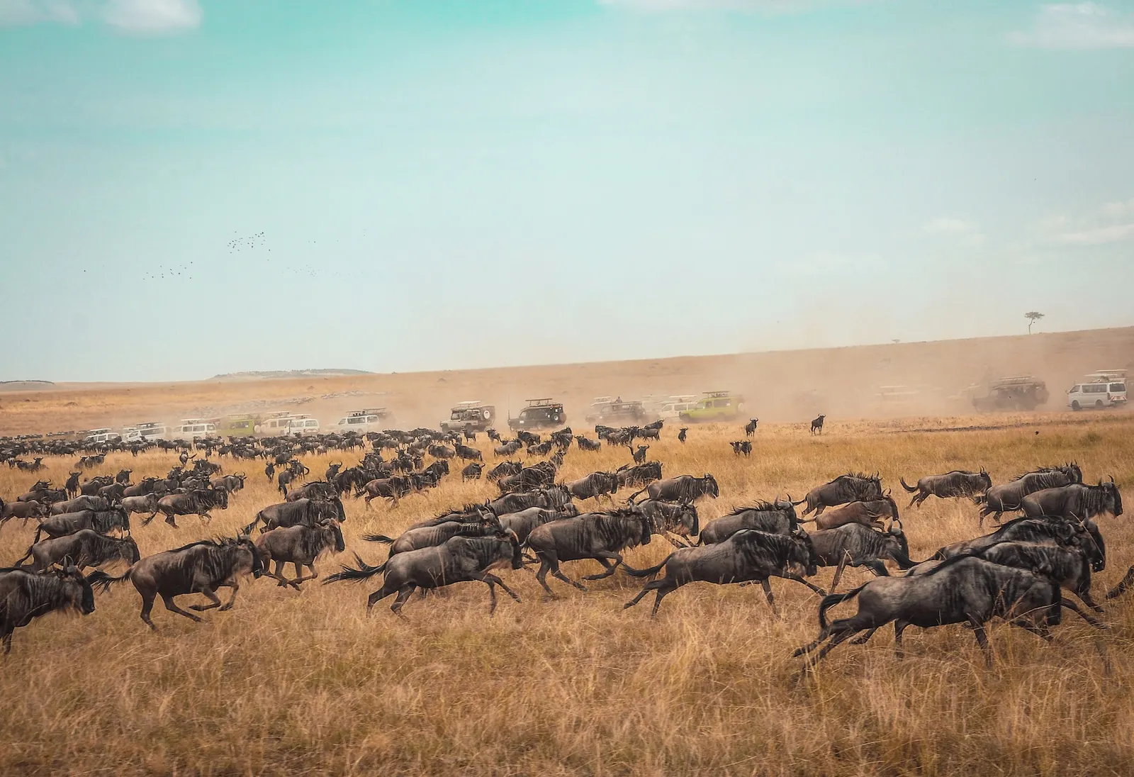 Wildebeest stampede in Kenya
