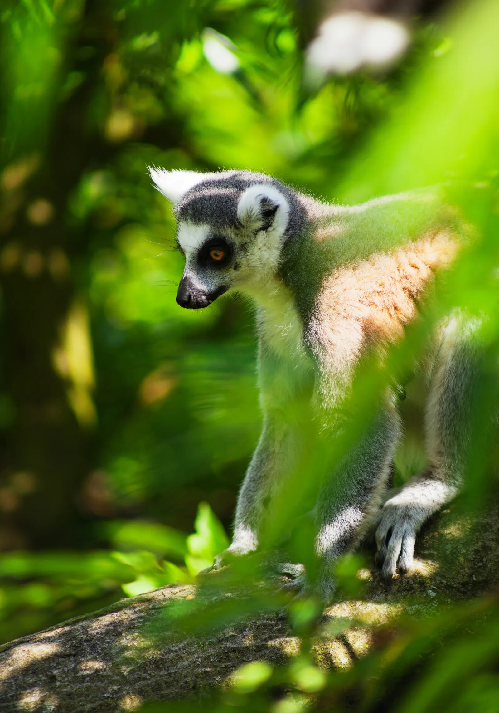 Lemur in Madagascar