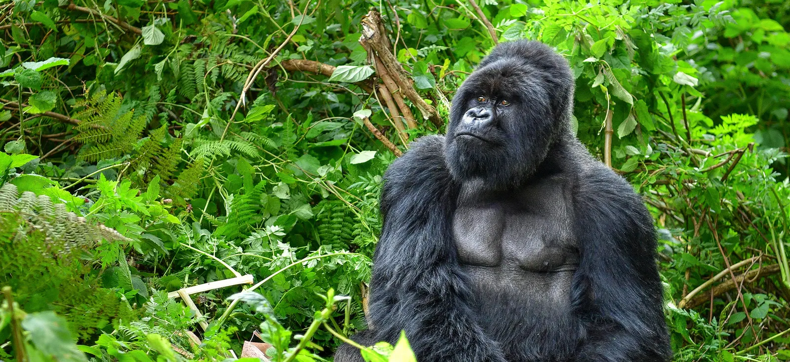 Ultimate Rwanda: A Luxury Adventure with Endangered Wildlife