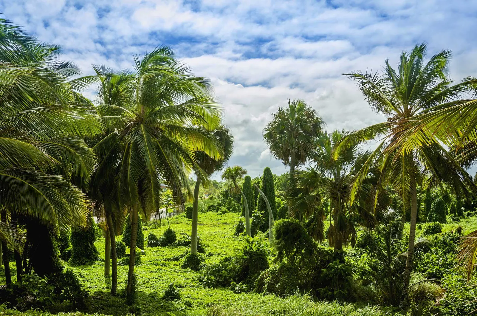 Private tours in St Vincent and the Grenadines