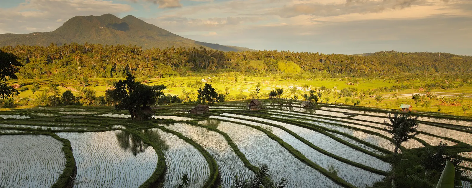 Borneo to Bali: Rainforests, Orangutans & Fireflies