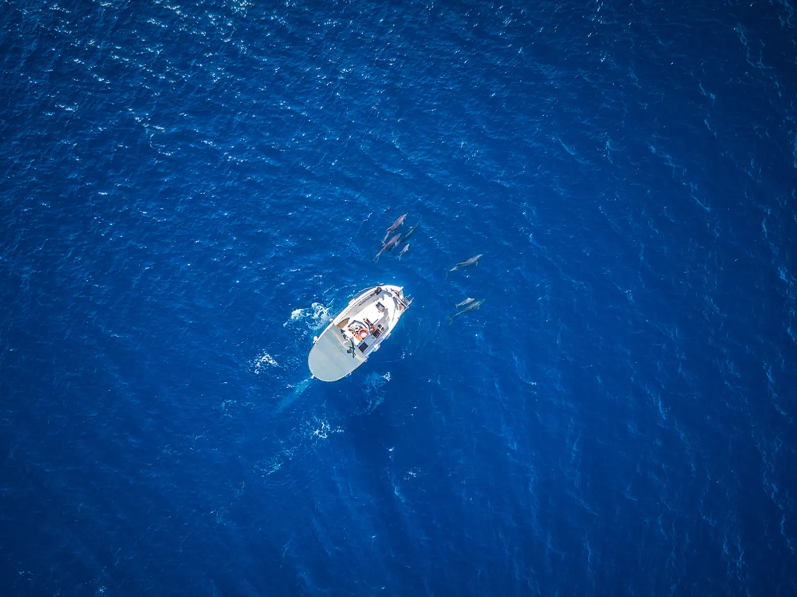 Boat journey from Pelagos sanctuary, Luxury wildlife vacations