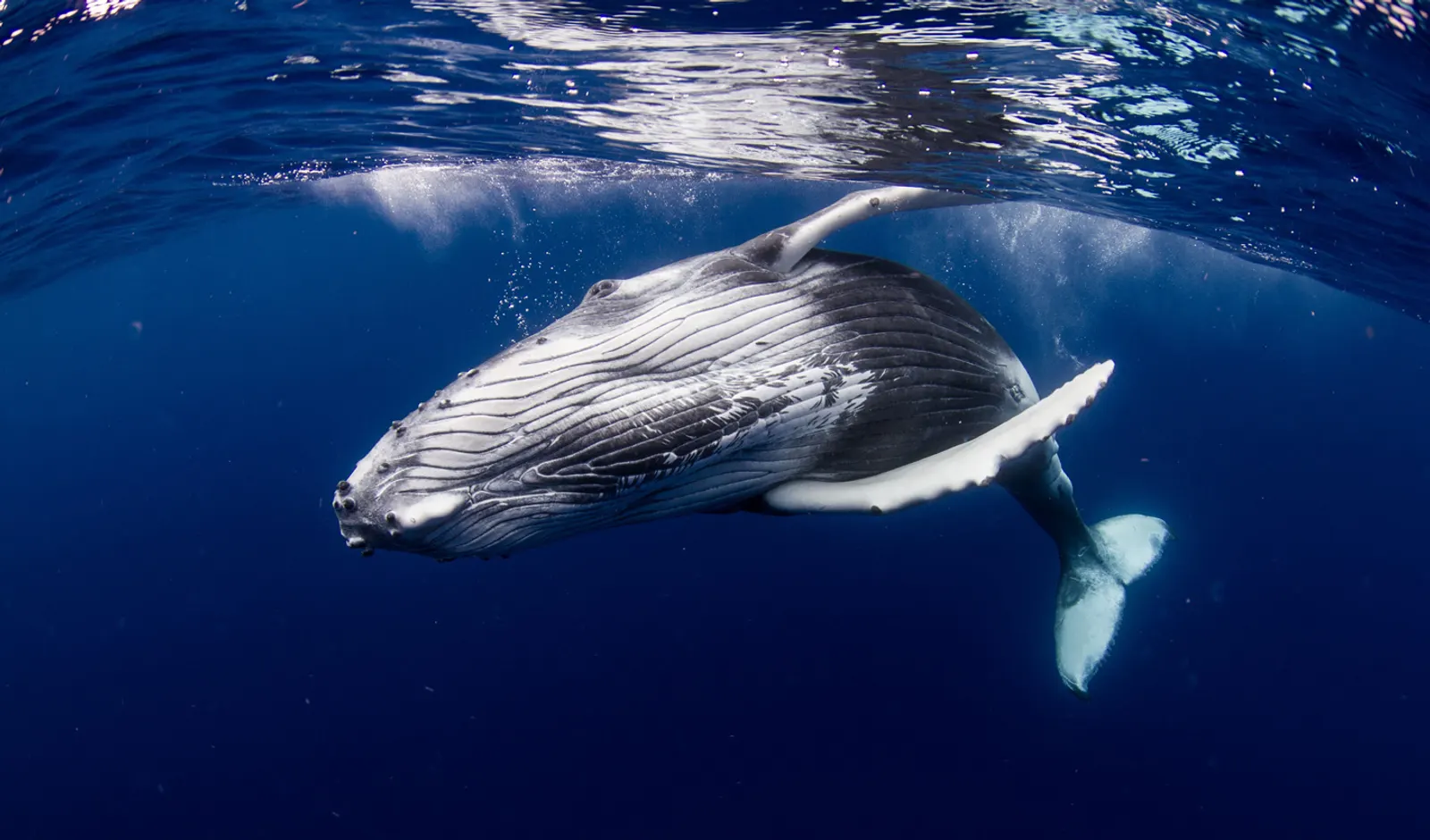 North Iceland: Paddle Board with Humpback Whales Beneath the Midnight Sun