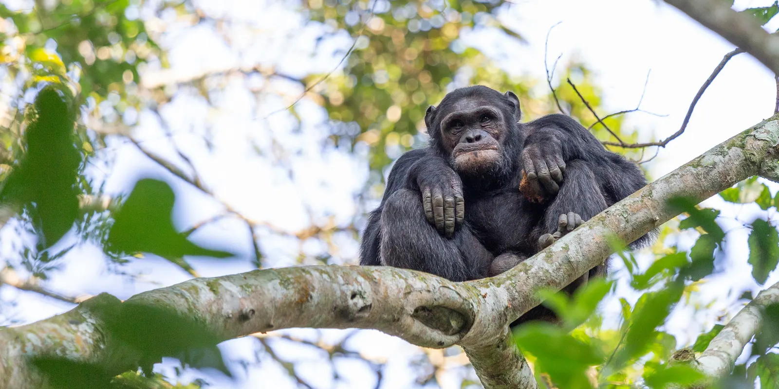 Virunga Mountains: A Quick Luxury Holiday with the Gorillas