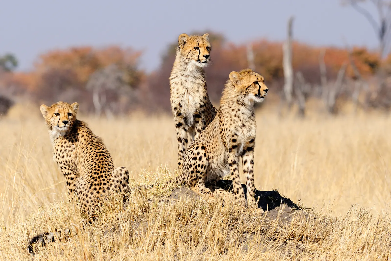 Private safari tours in Zimbabwe