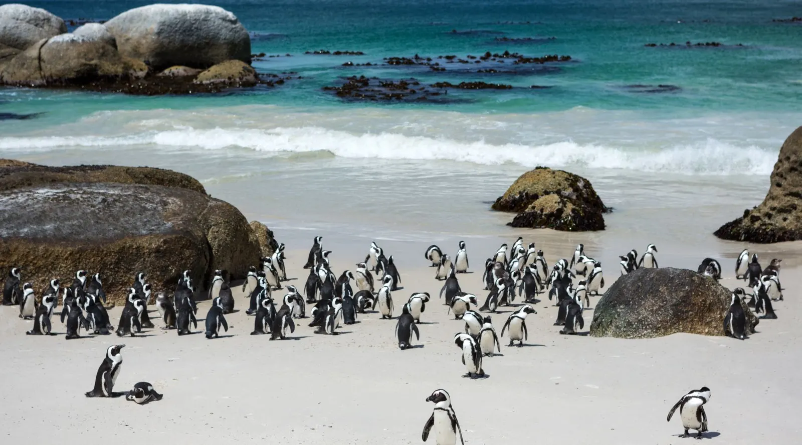 Samara Reserve & Plettenberg Bay: Our South African Family Safari