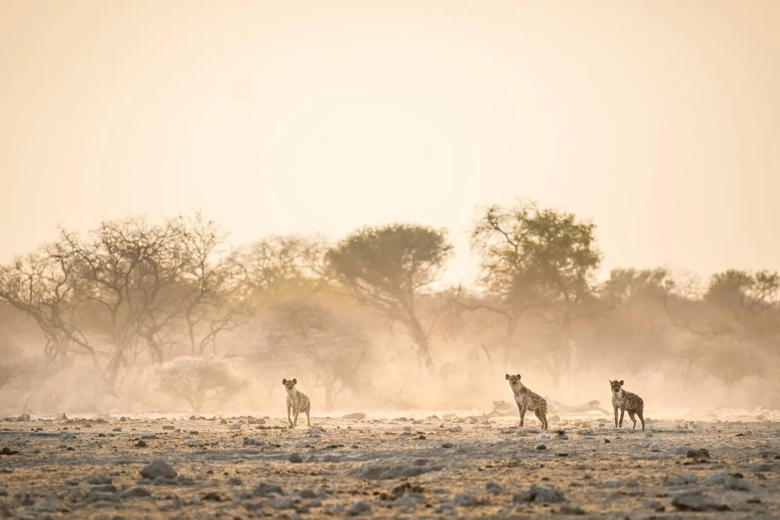Hyenas in Tanzania
