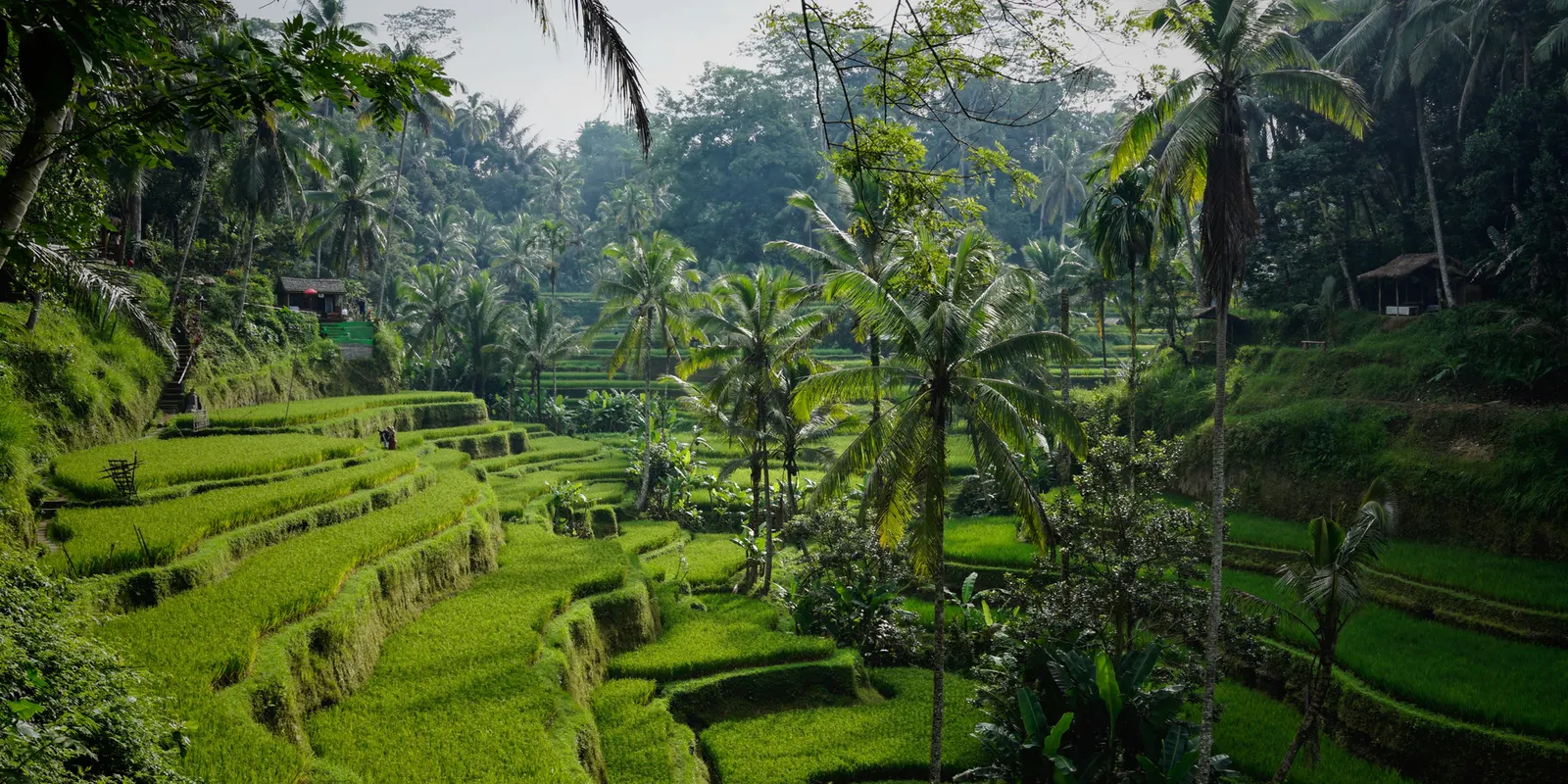 The Philippines