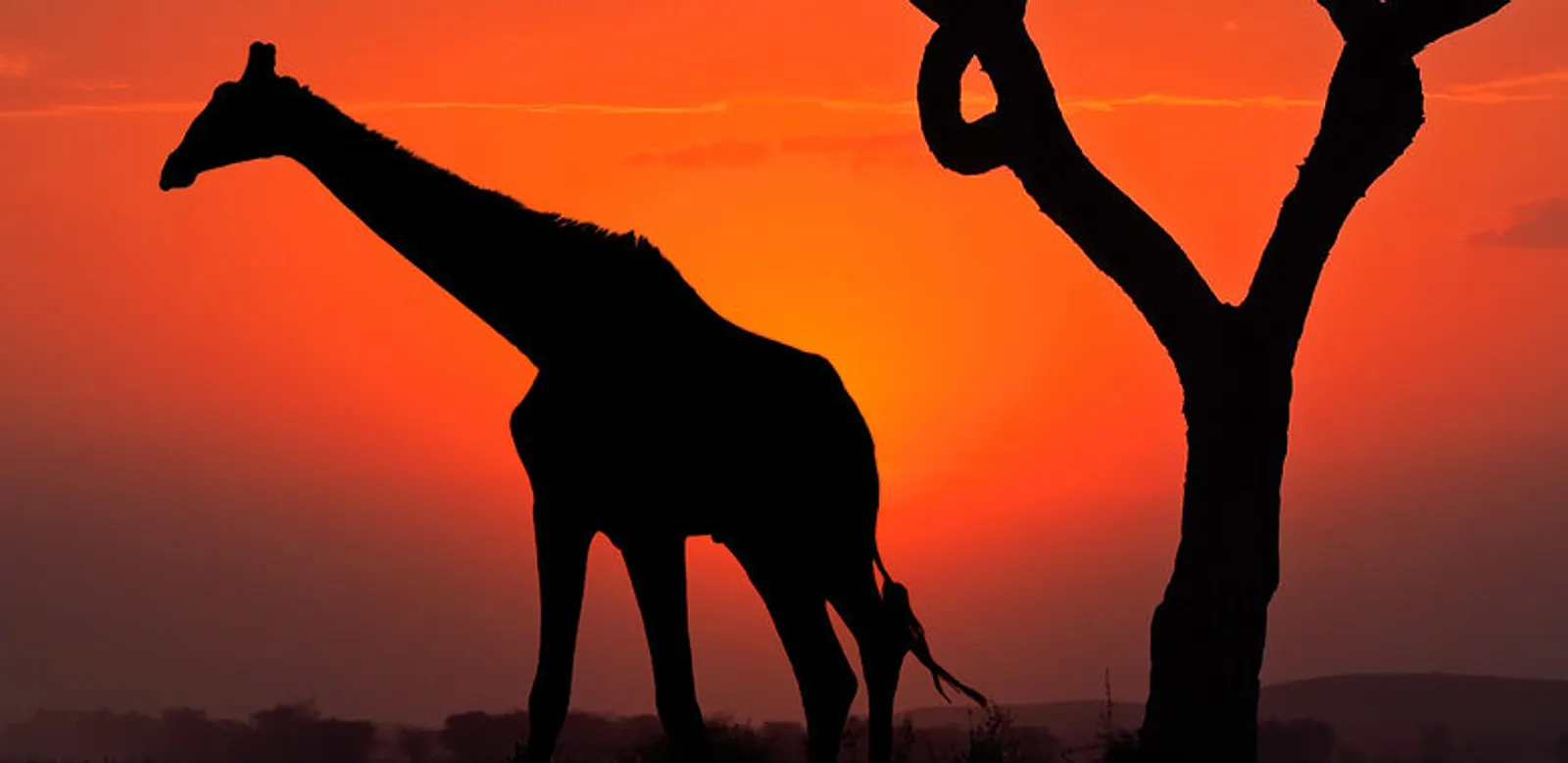 Kenya: The Ultimate Family Safari