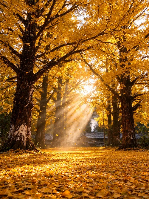 Yunnan travel in November