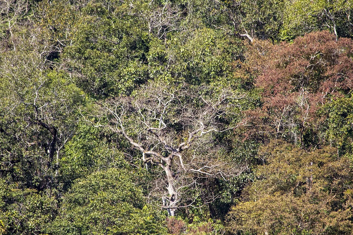 野象谷热带雨林景区 106.jpg