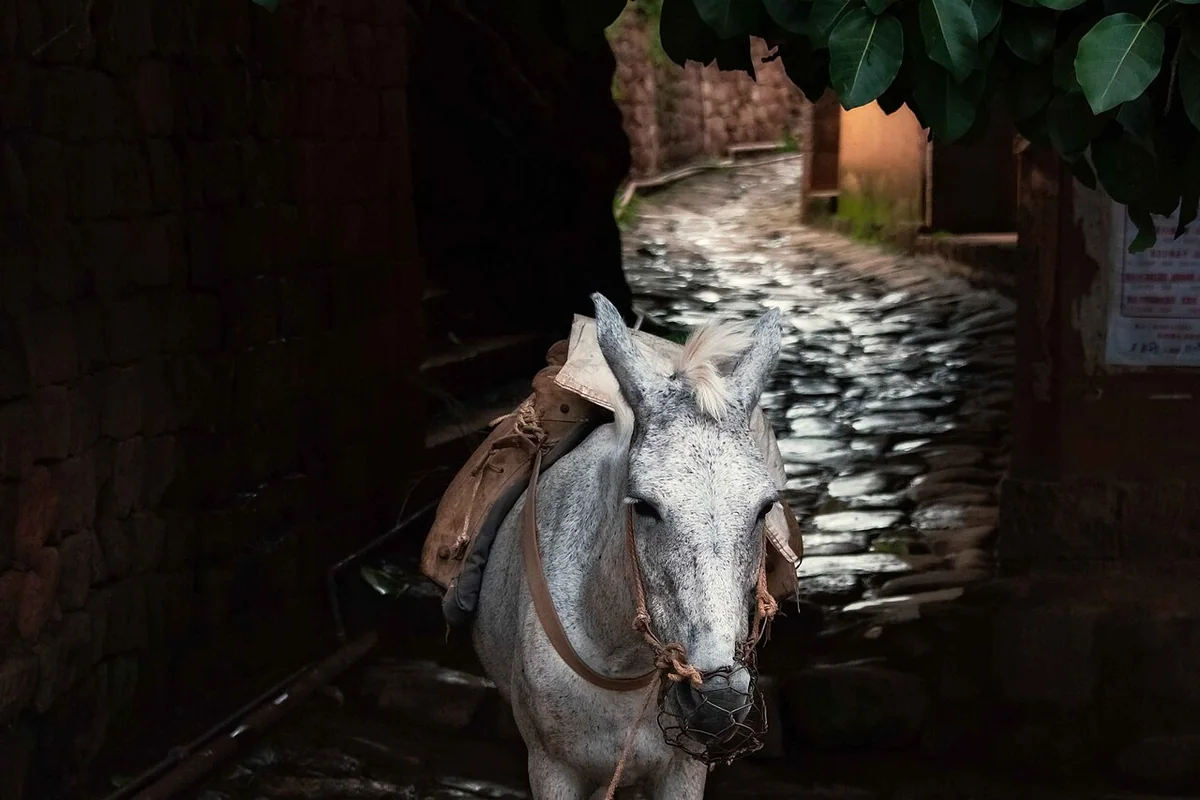Nuodeng Pack Pony (40850740733).jpg