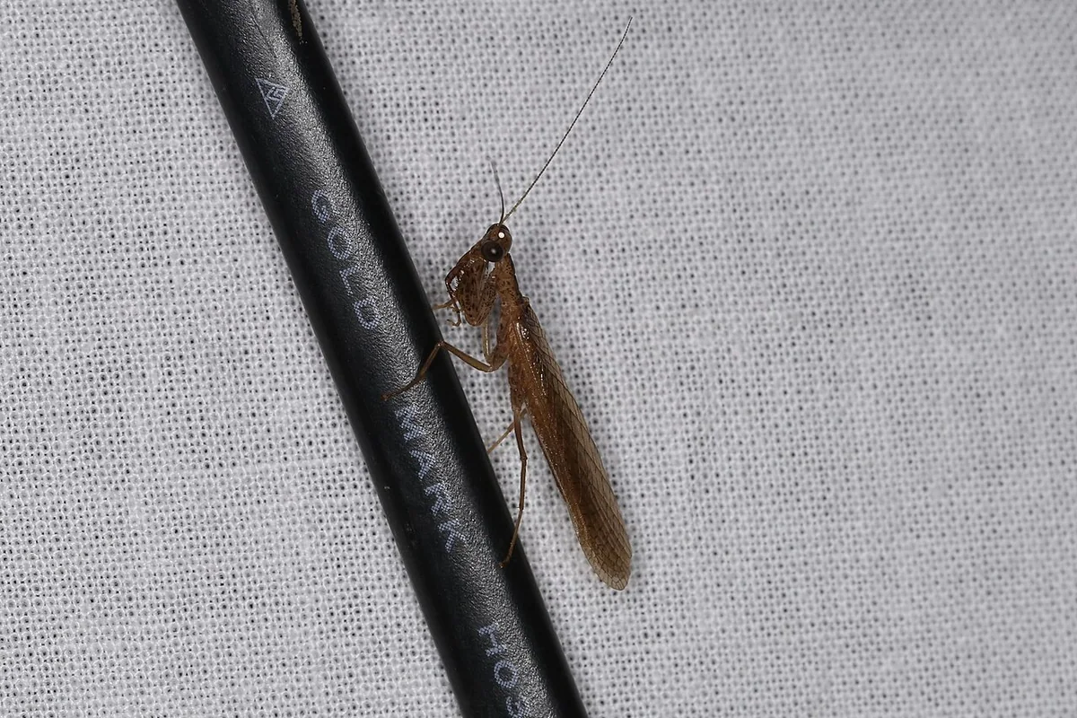 Amantis longipennis.jpg