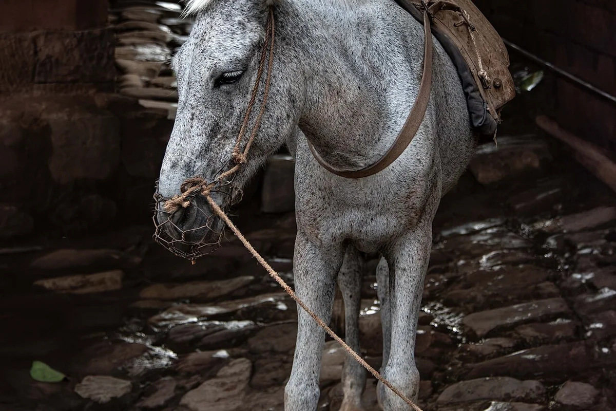 Pack Horse, Nuodeng.jpg