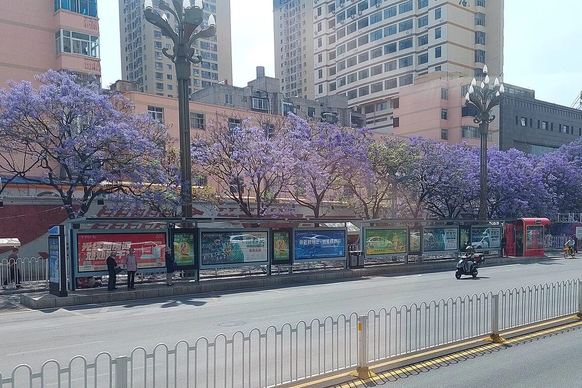 昆明春城路蓝花楹属 20240424.jpg