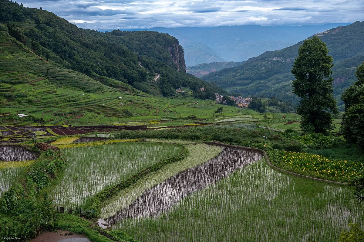Hani Rice Terraces (53696043361).jpg
