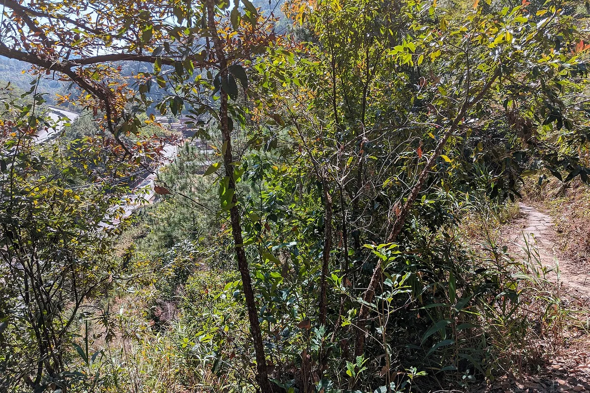 那柯里茶马古道遗址 2025-01-25 07.jpg
