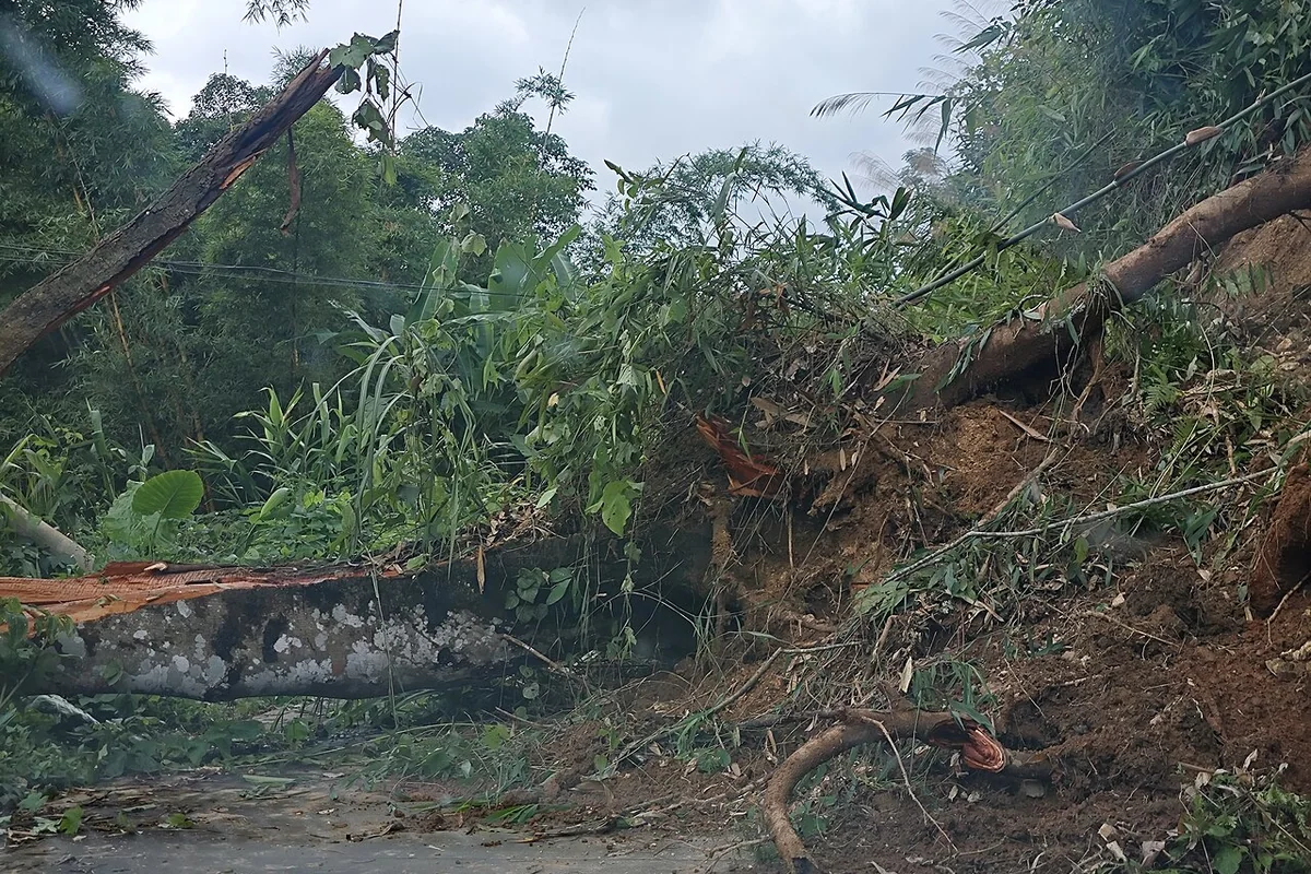 河口 被倾倒的大树所阻拦的道路.jpg