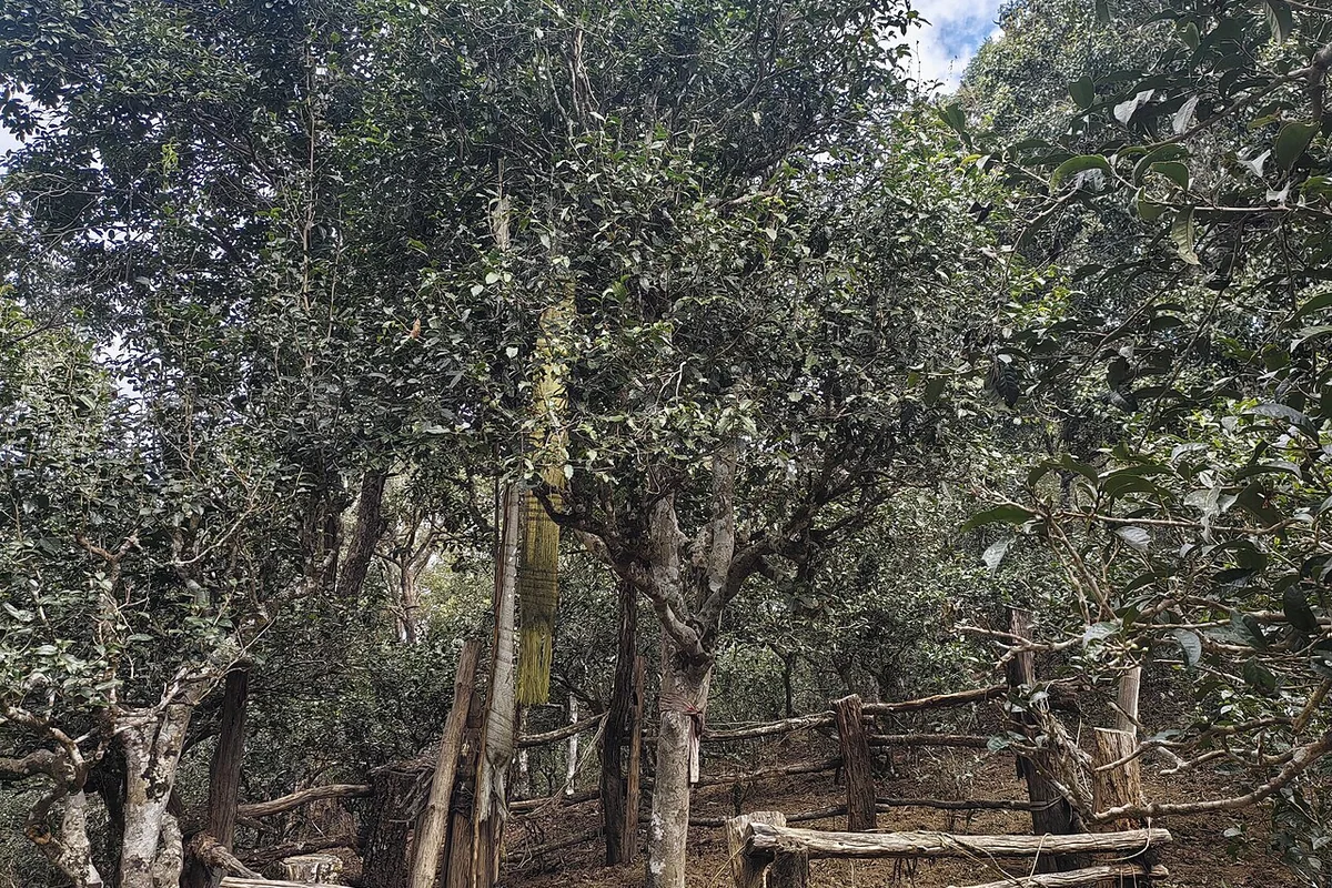 20251223 Chashen Shu.jpg