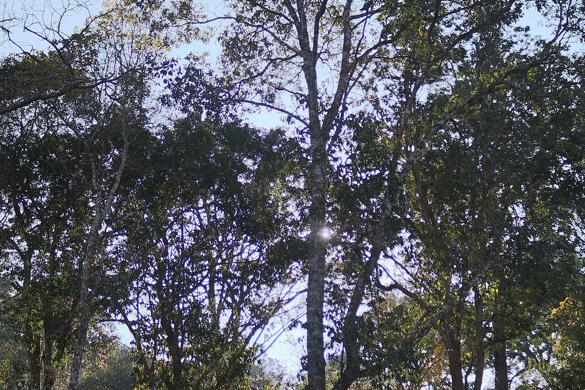 澜沧 景迈山之古茶林内树林 03.jpg
