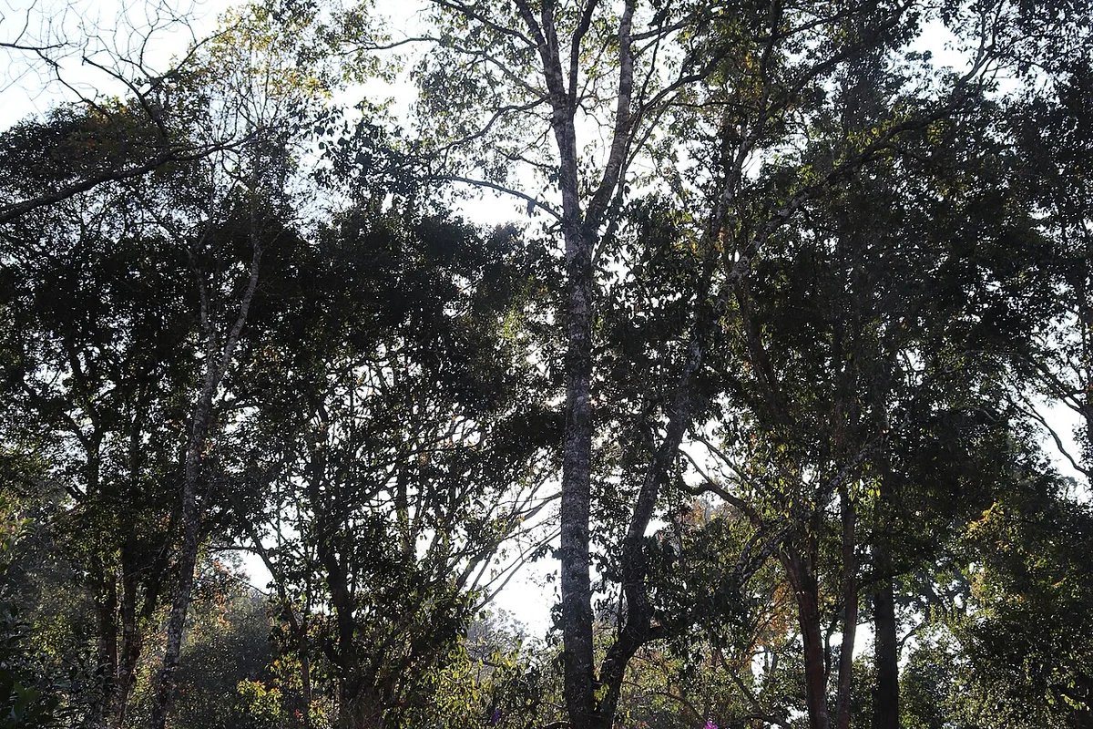 澜沧 景迈山之古茶林内树林 02.jpg
