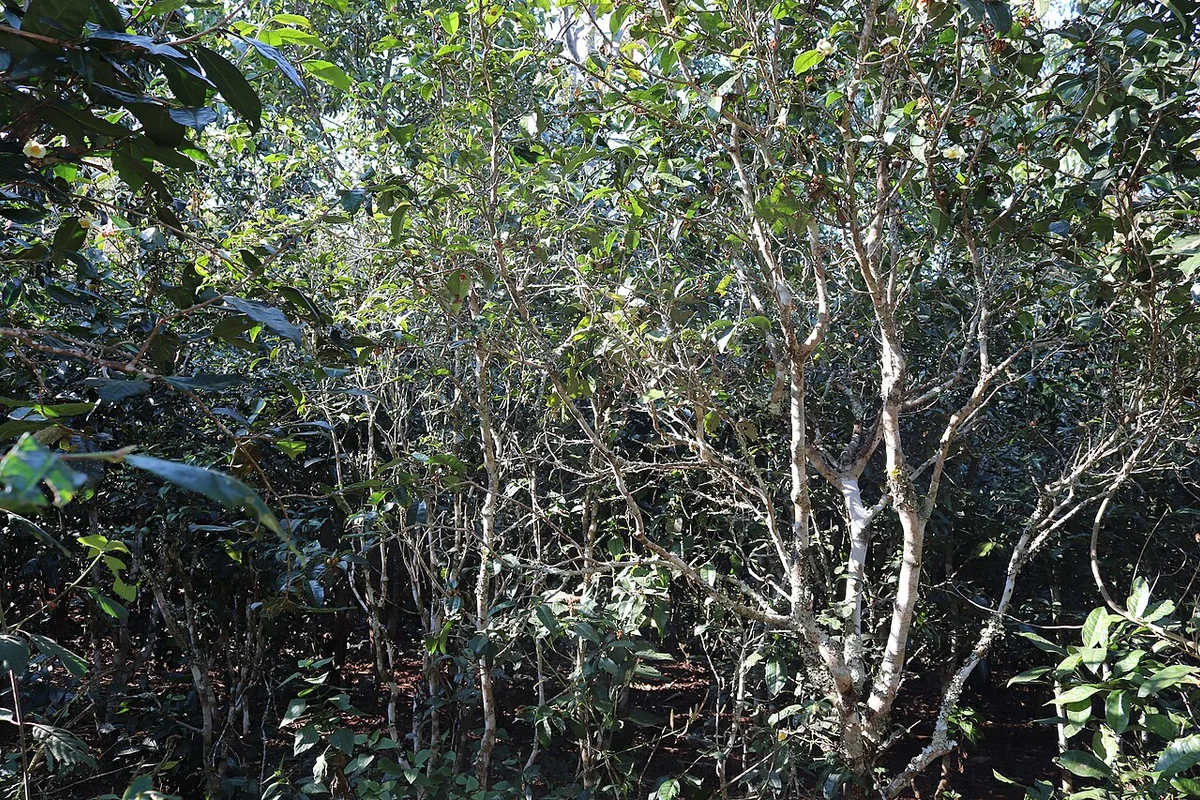 澜沧 景迈山之古茶林内树林 04.jpg