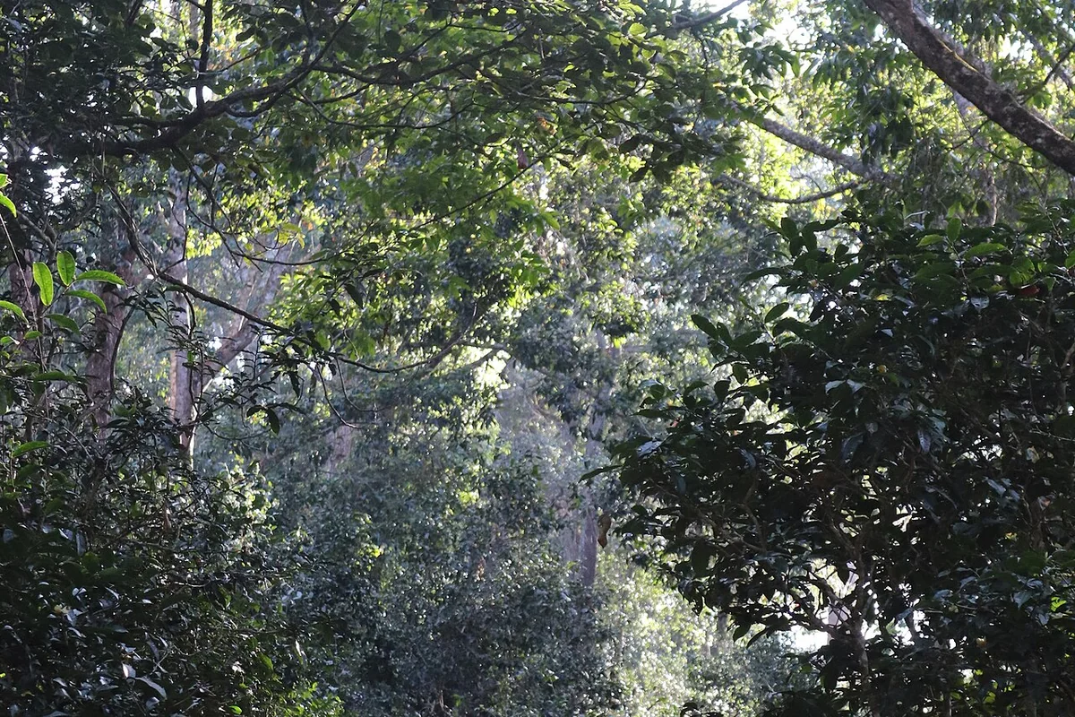 澜沧 景迈山之古茶林内树林 09.jpg