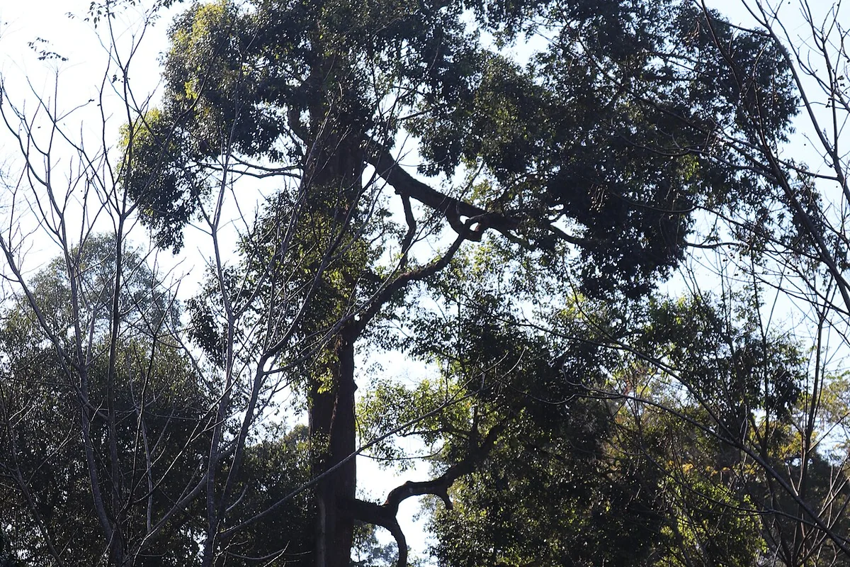 澜沧 景迈山之古茶林内树林 11.jpg