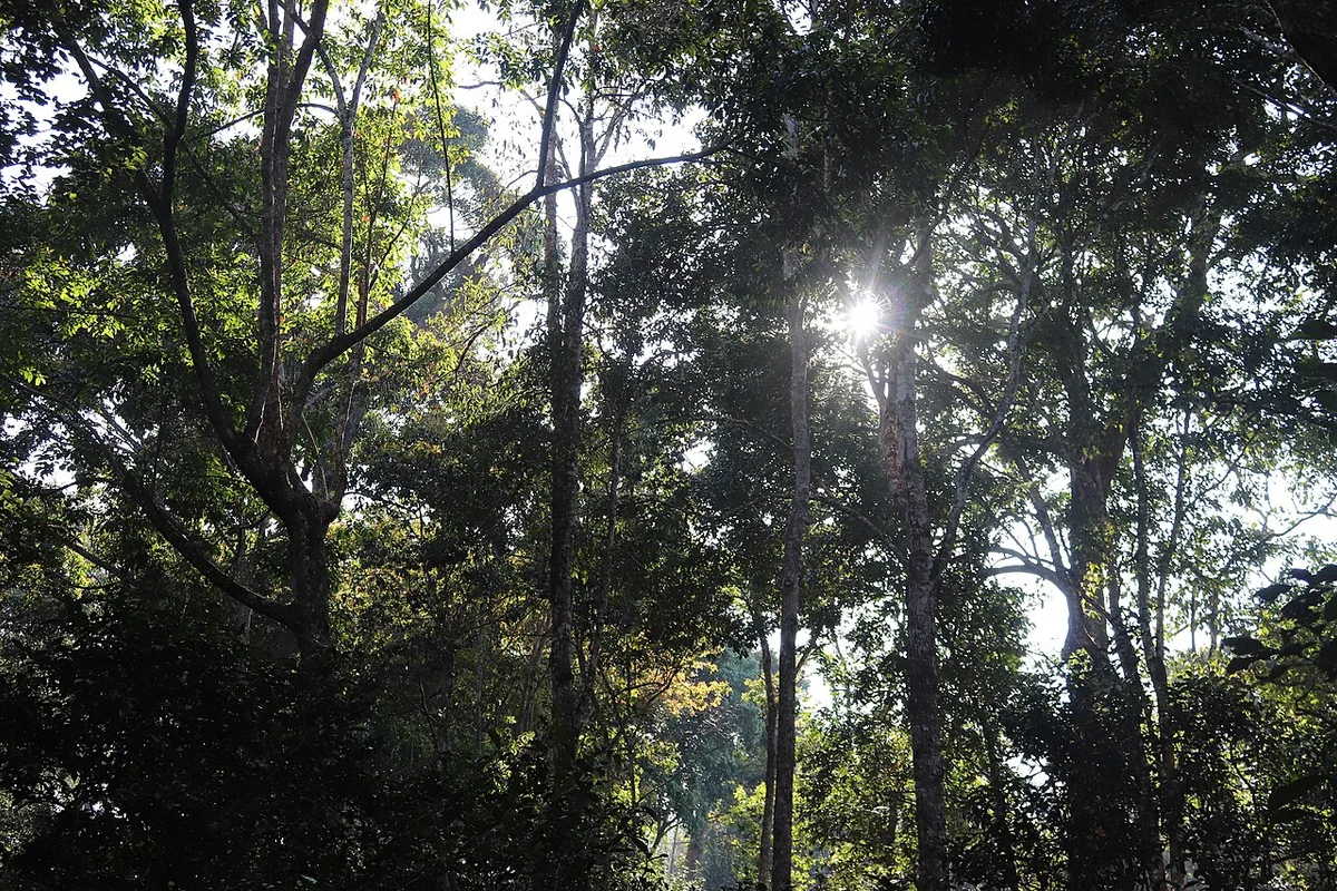 澜沧 景迈山之古茶林内树林 15.jpg