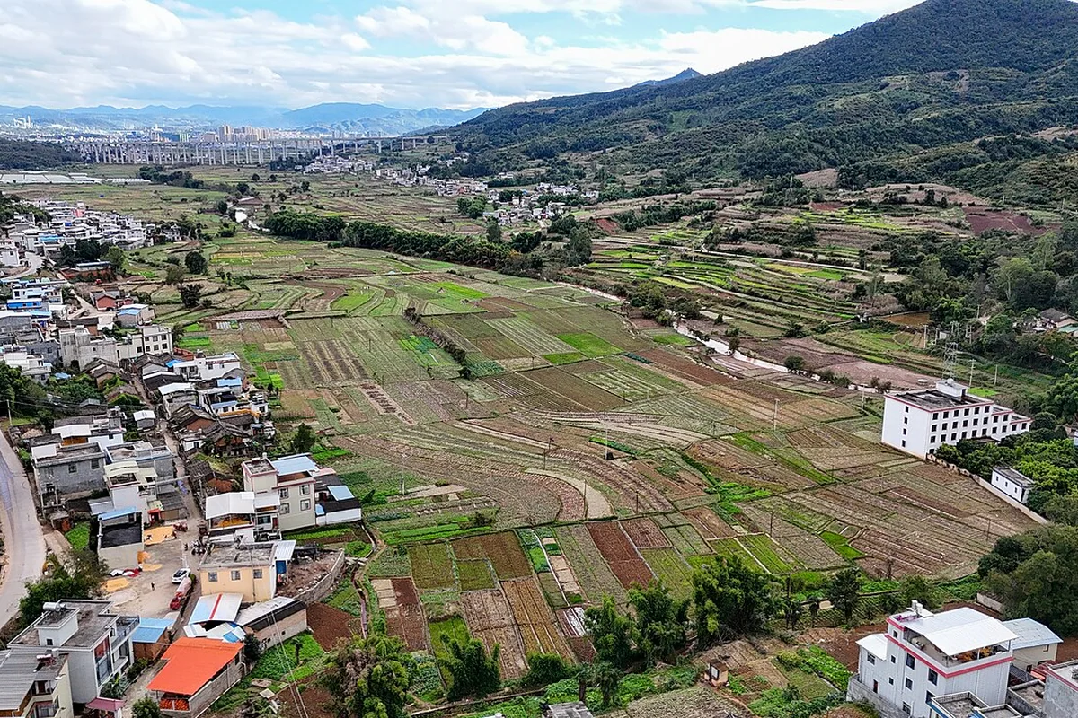 禄丰市石灰坝村 - 农田 - 2025-11-05.jpg