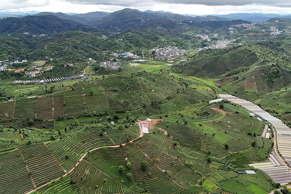 Tea Plantations around Yixiang, Pu'er 01.jpg