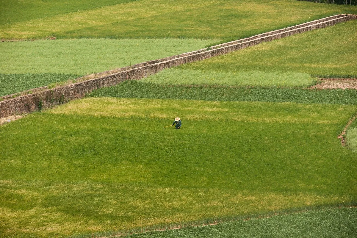 Yunnan China Farmer-in-his-grainfield-01.jpg