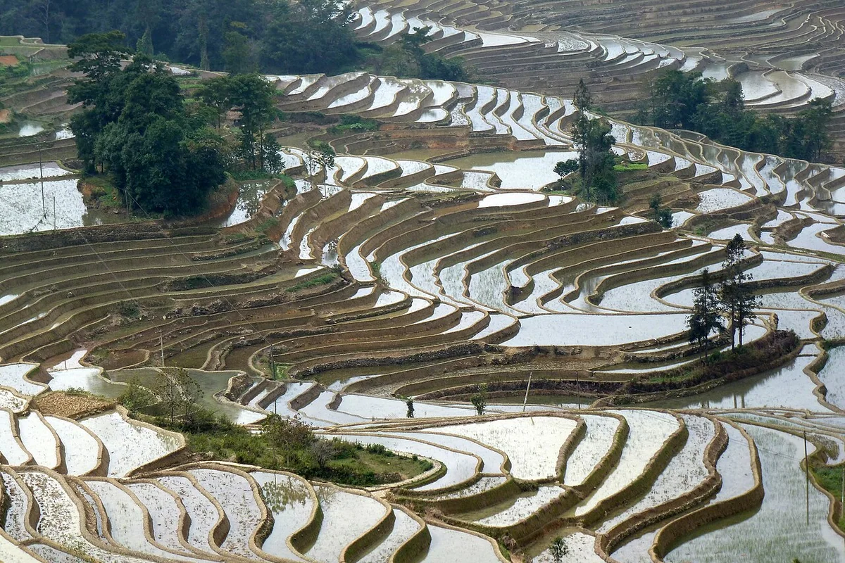 Rice paddy in Yuanyang, China.jpeg