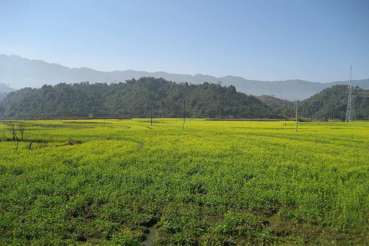 户撒附近的高山油菜花 - panoramio.jpg