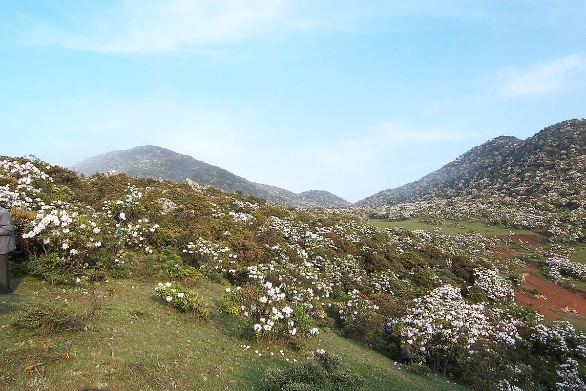 昭通 小龙洞 万亩杜鹃 - panoramio.jpg