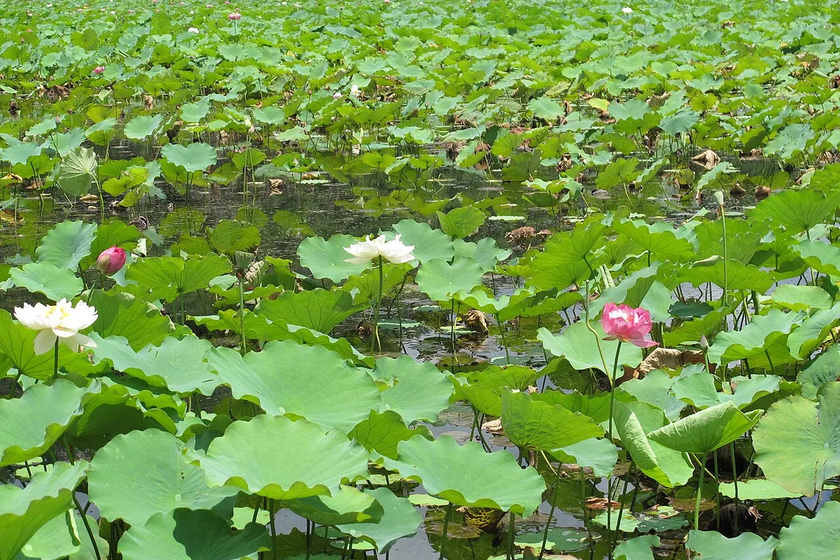 云南 普者黑荷花 - panoramio.jpg