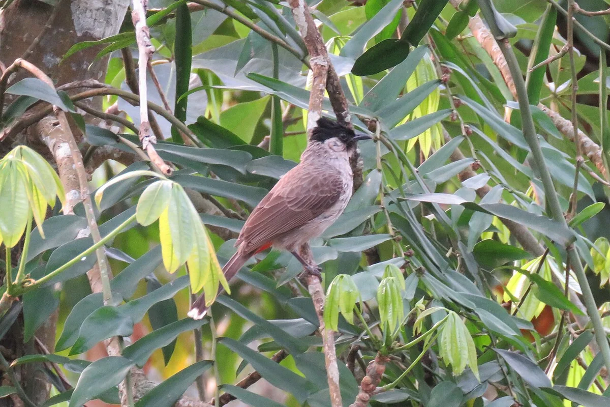 Pycnonotus aurigaster (39384131200).jpg