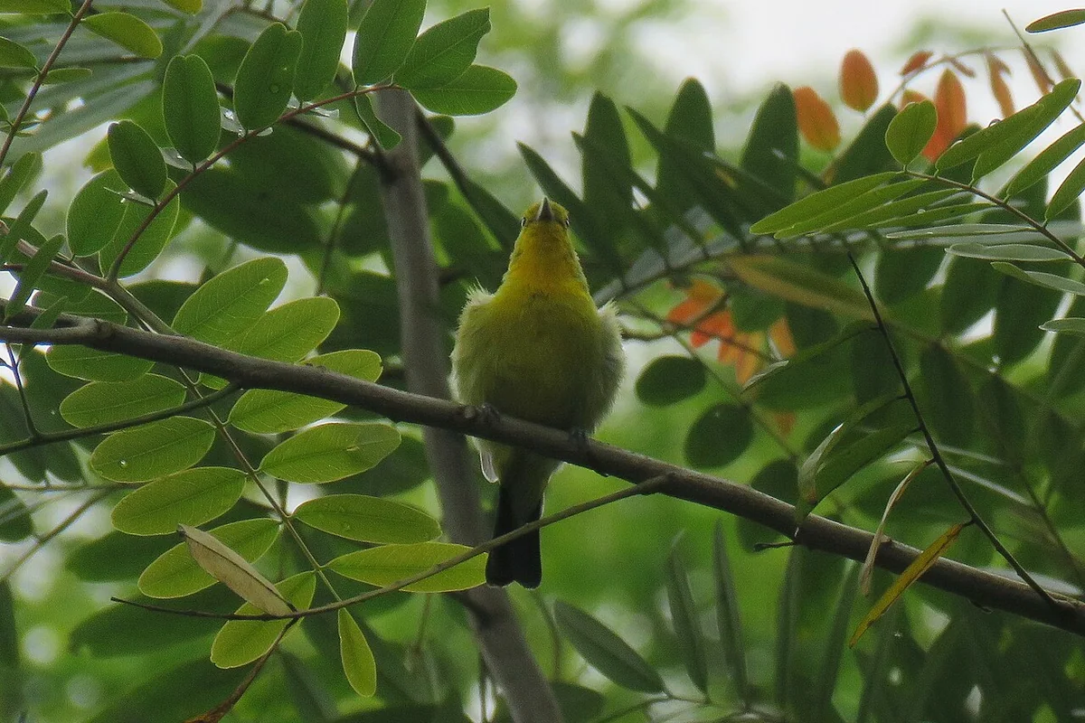 Aegithina tiphia (41149700442).jpg