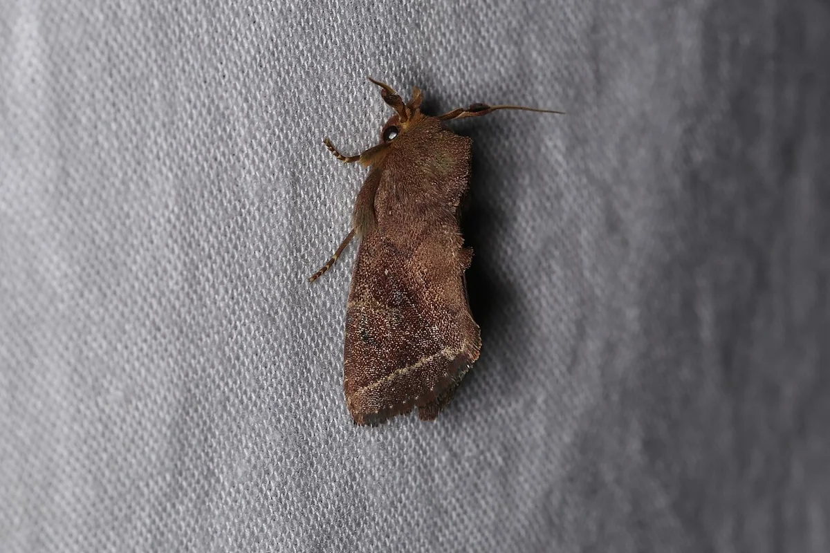 Elusa sp. (40464387444).jpg