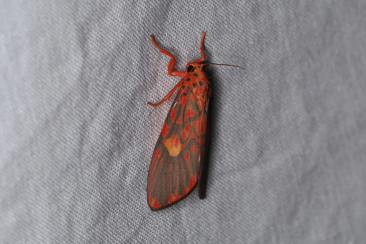 Barsine cuneonotatus (41122343972).jpg