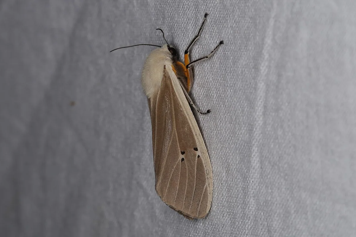 Creatonotos transiens (27292632398).jpg
