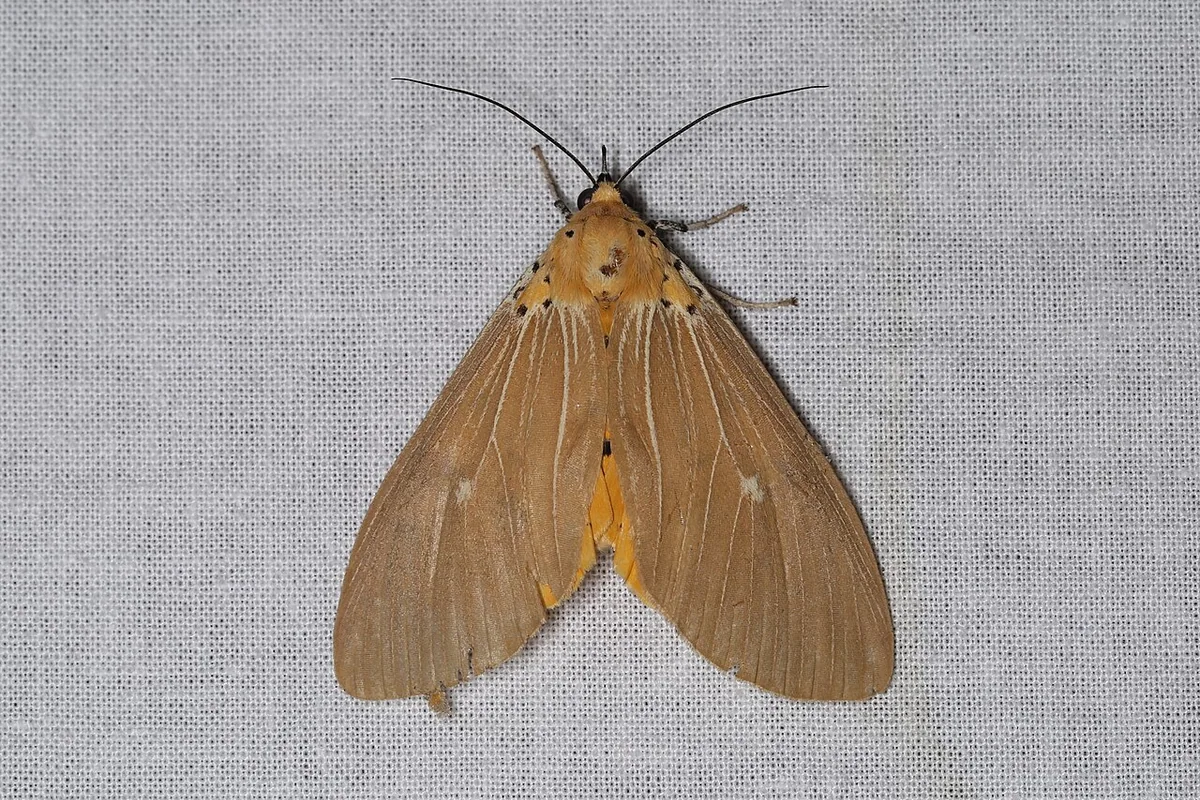 Asota caricae (41166649111).jpg