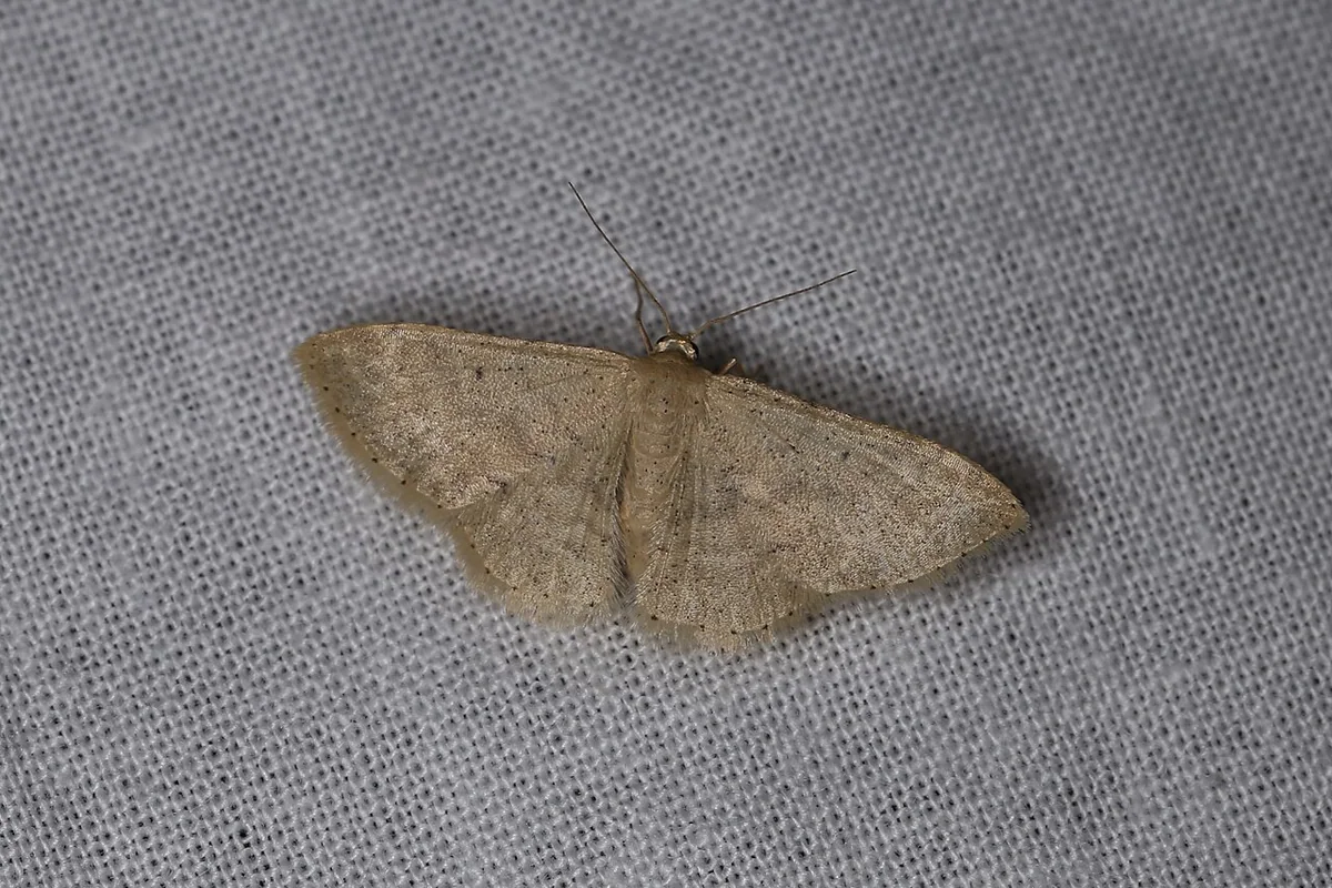 Sterrhinae sp. (41157192411).jpg
