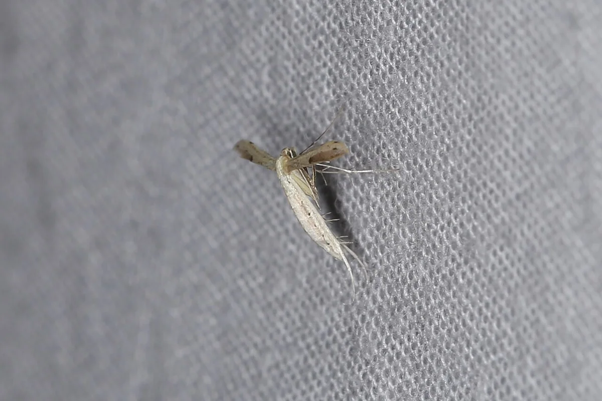 Adaina microdactyla (40443921874).jpg