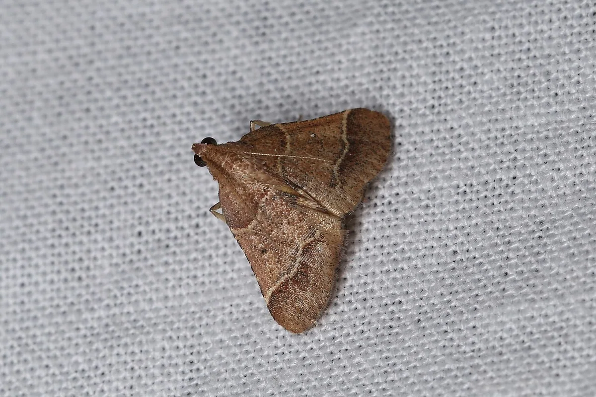 Pyralinae sp. (27282558648).jpg