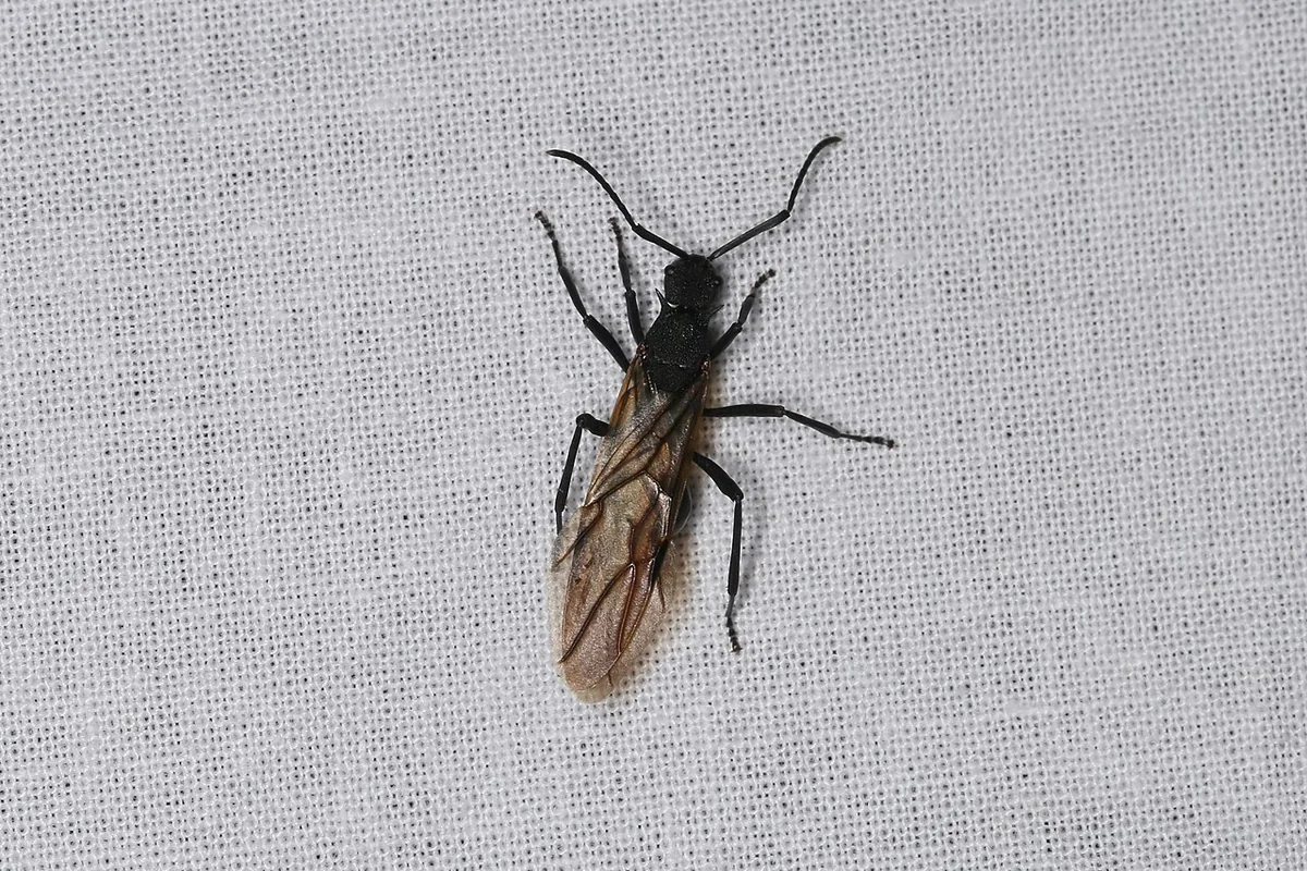 Hymenoptera sp. (27267966538).jpg