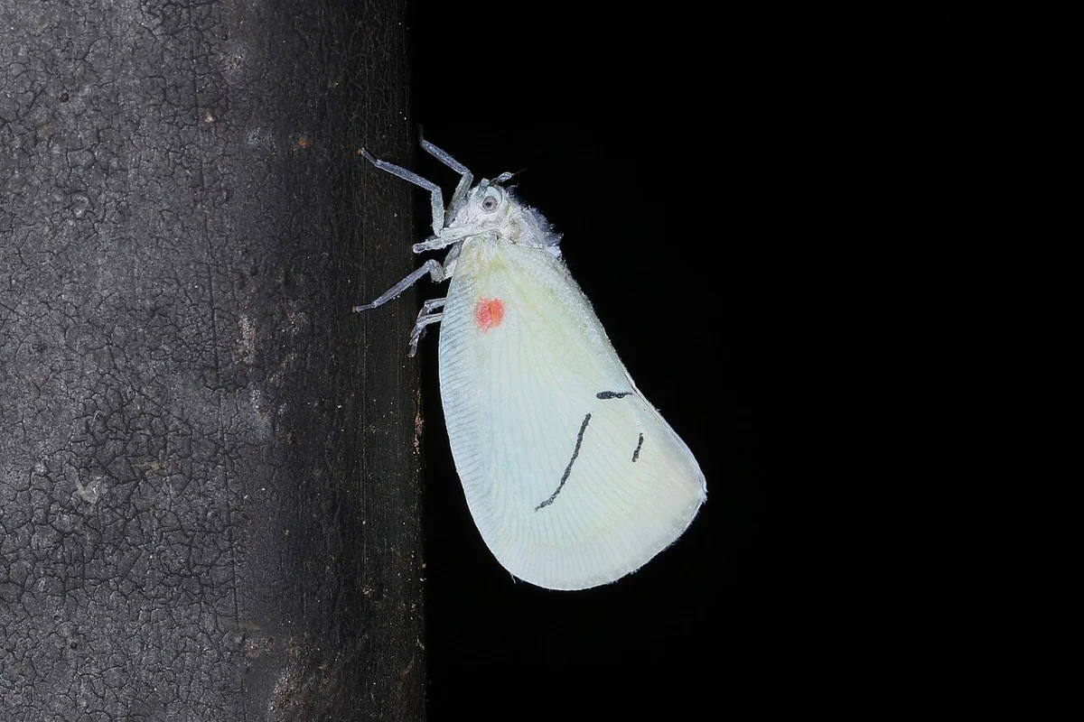 Cerynia maria (41141576801).jpg